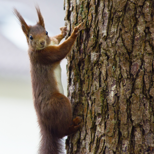 Ein Eichhörnchen hängt an einem Baumstamm und dreht den Kopf